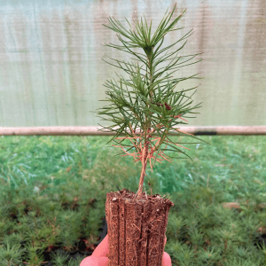 Scots Pine in ACF Nursery