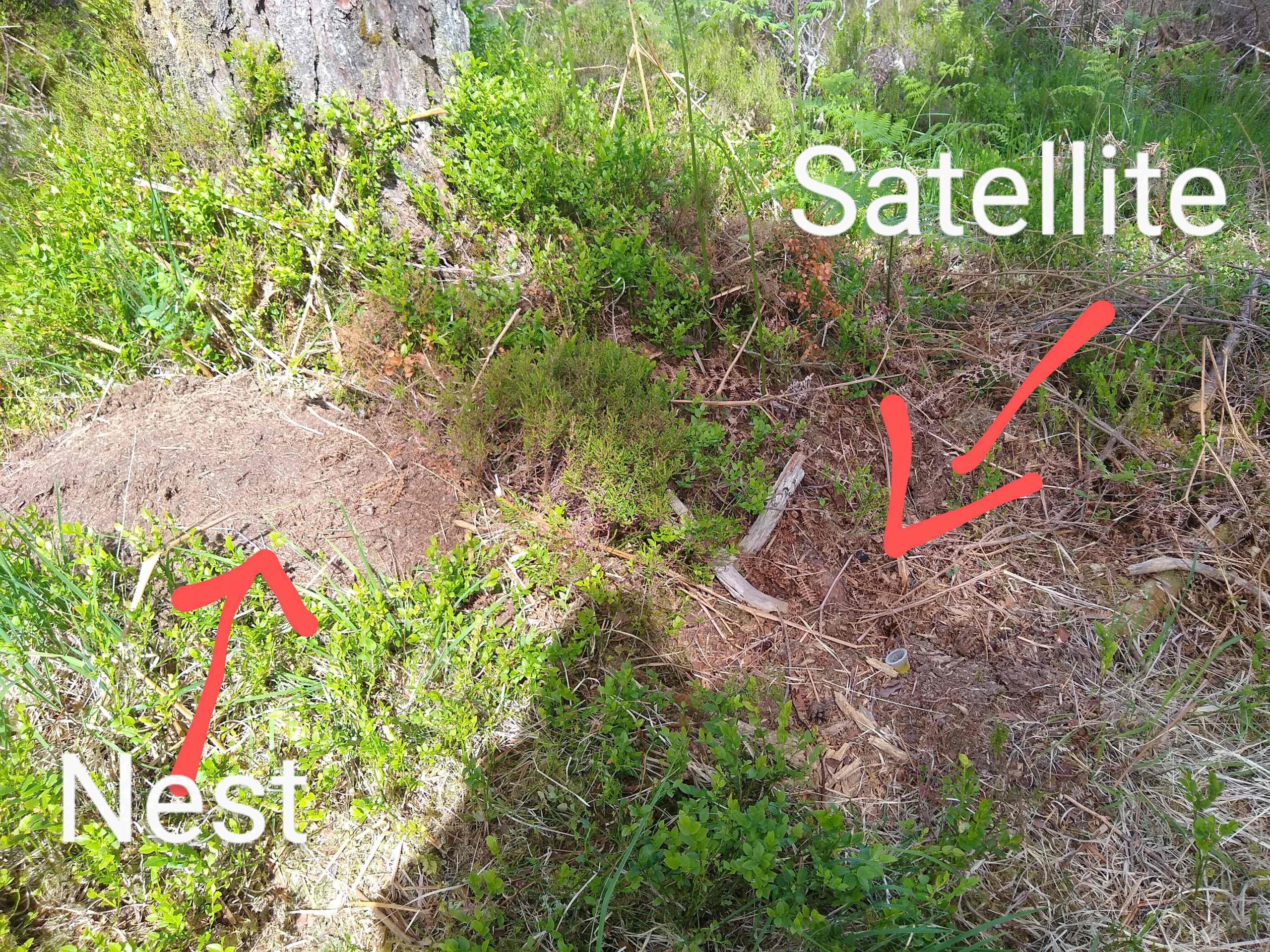 Ants nest and satellite