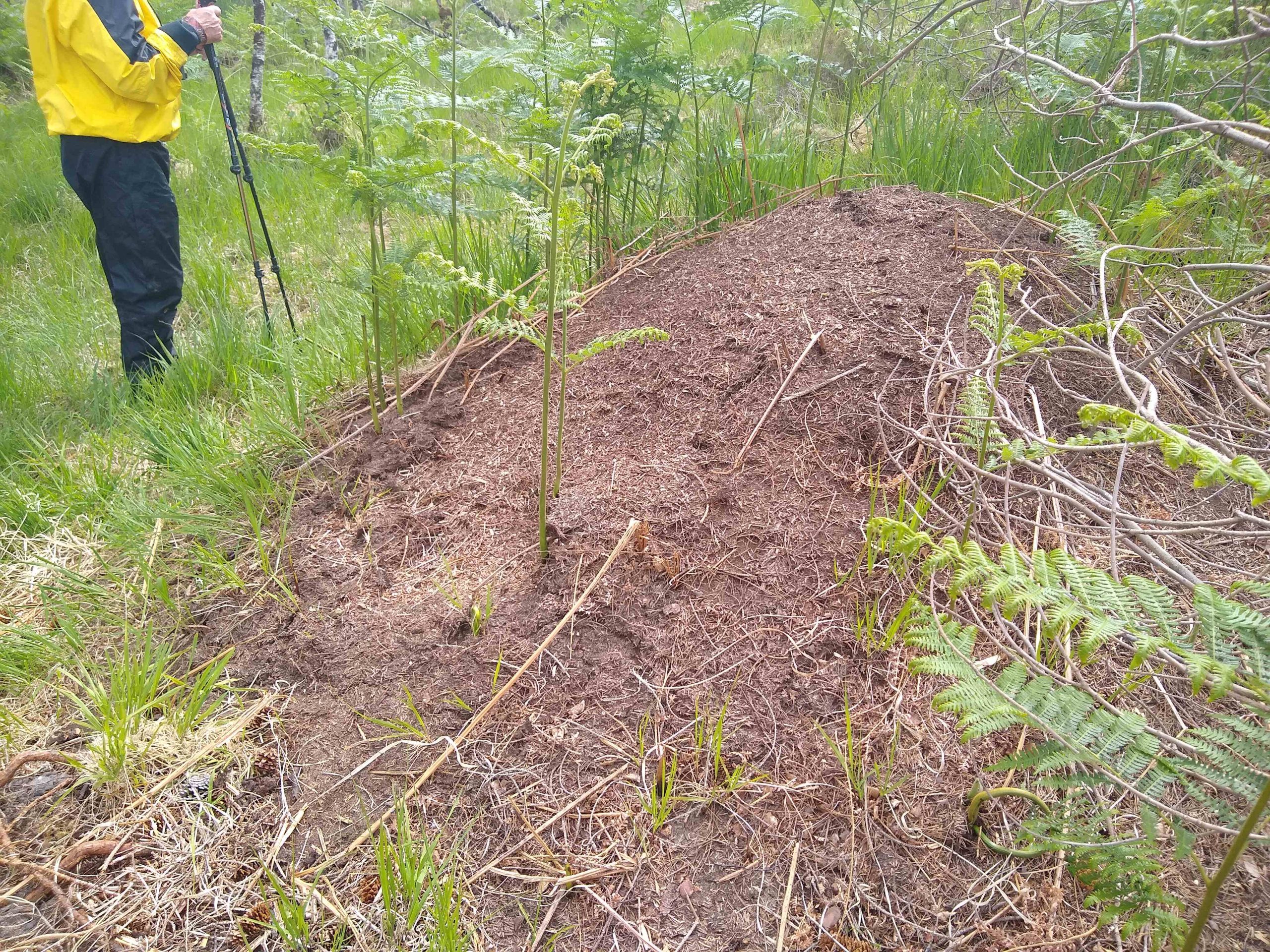 Ants nest