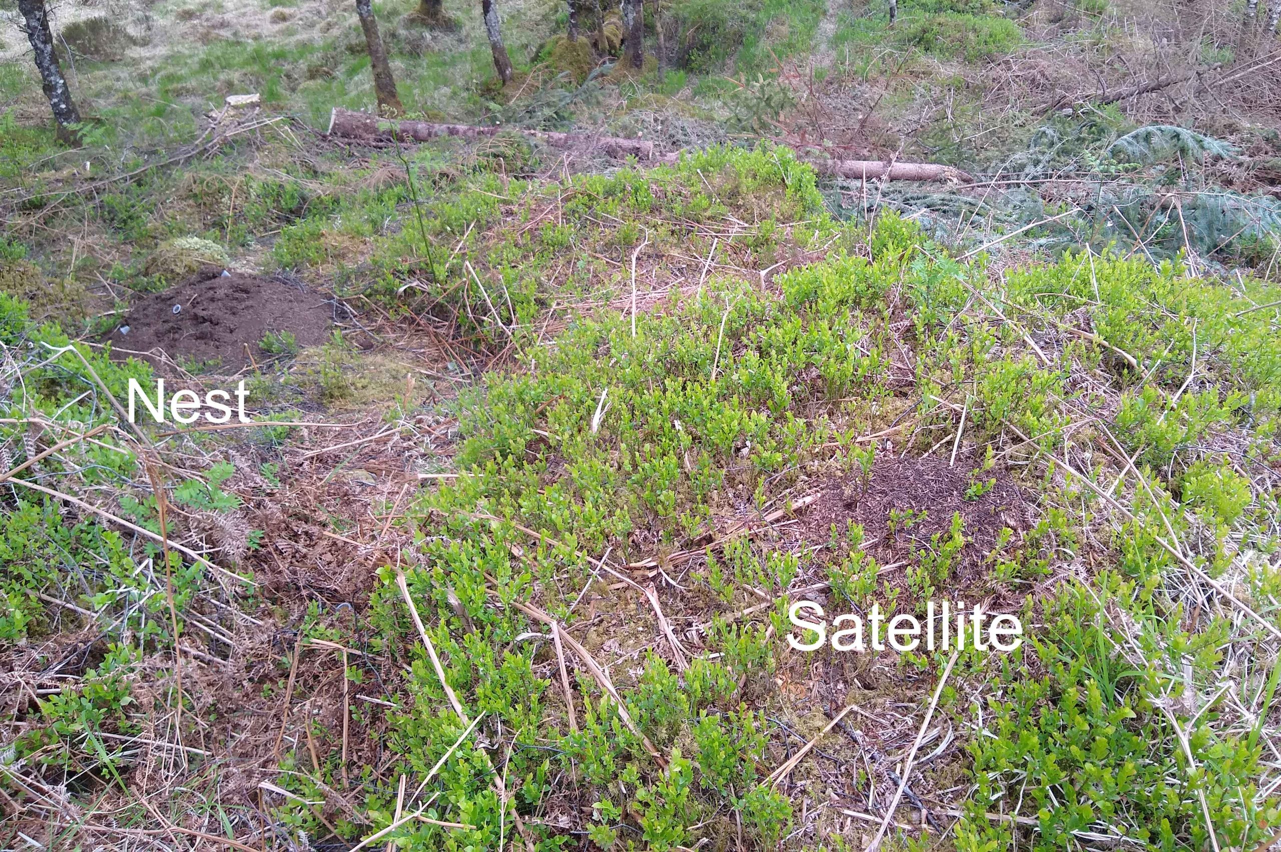 Ants' nest and satellite nest