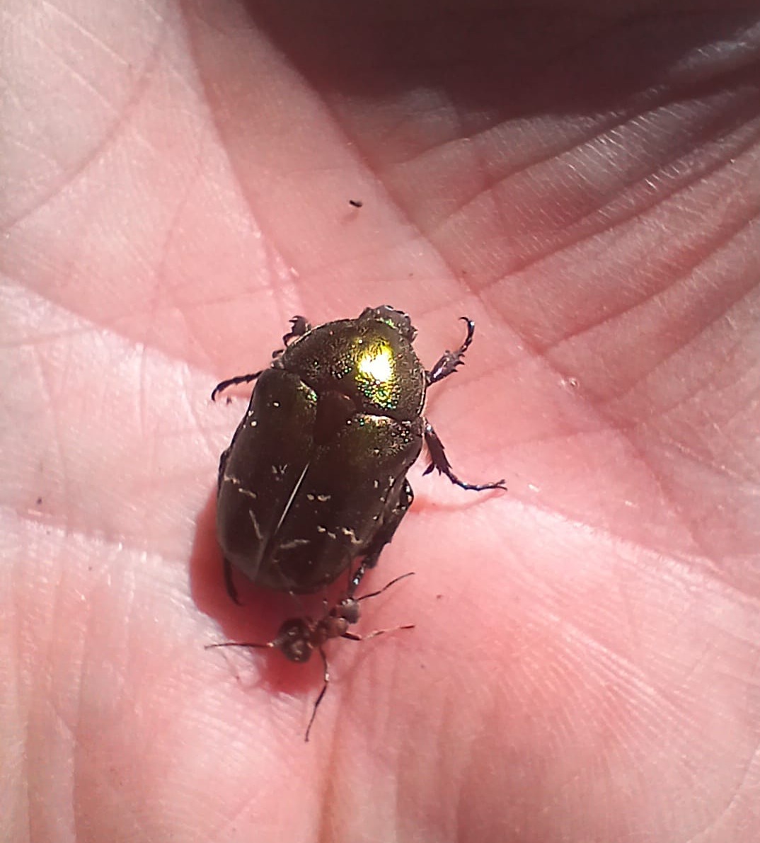 Northern Rose Chafer on hand